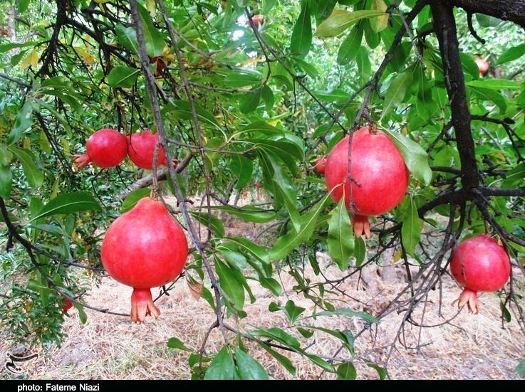 استان لرستان , کشاورزی , 