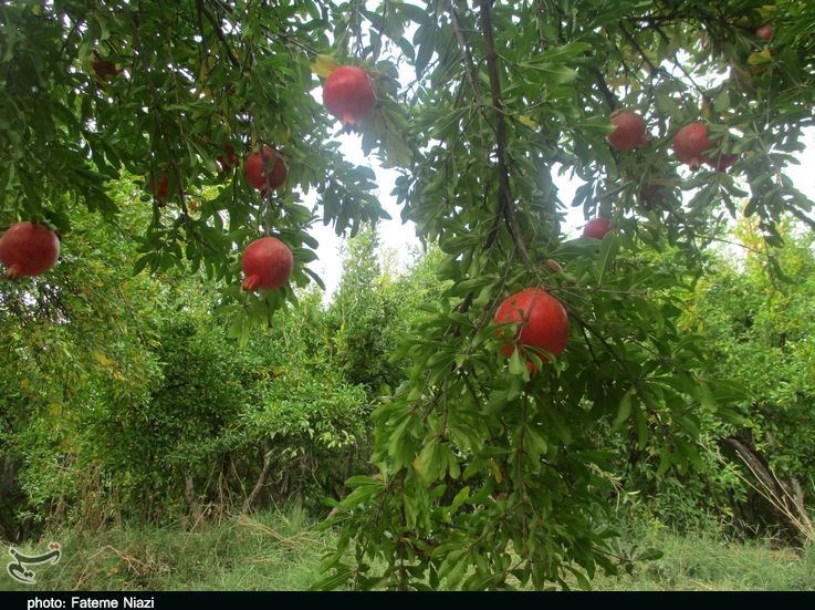 استان لرستان , کشاورزی , 