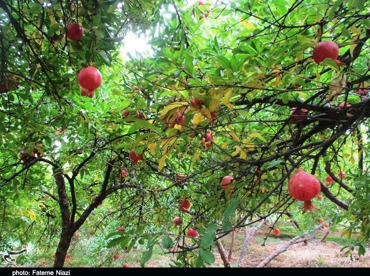 استان لرستان , کشاورزی , 