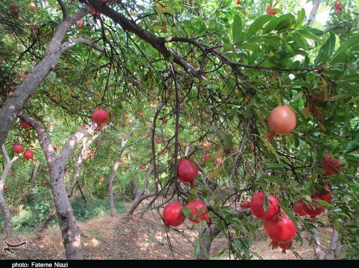 استان لرستان , کشاورزی , 