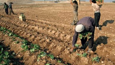 تامین نهاده‌های موردنیاز کشت پاییزه در خوزستان