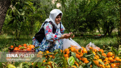 تکلیف مجلس به وزارت کشاورزی برای تدوین برنامه توسعه مشاغل خُرد روستایی