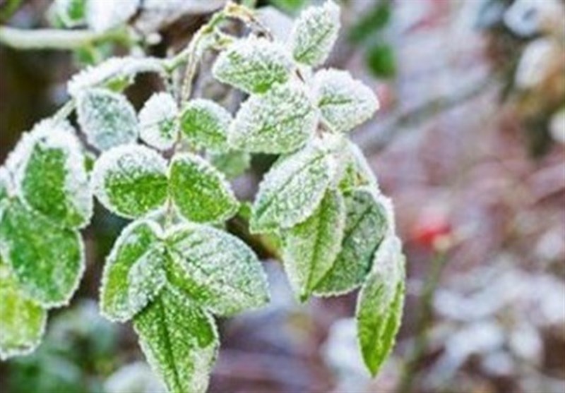 خراسان جنوبی آخر هفته یخبندان میشود