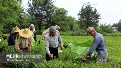 خریداران چای داخلی مجوز دوبرابری ثبت سفارش واردات دریافت می‌کنند