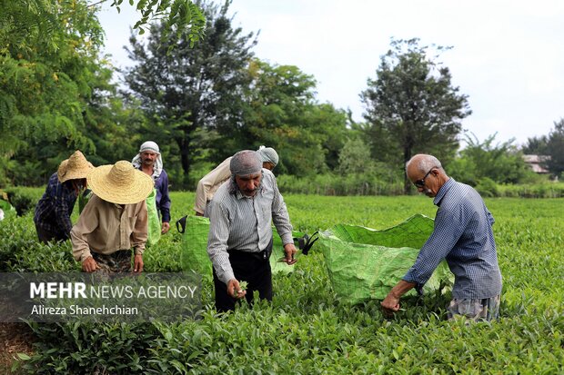 خریداران چای داخلی مجوز دوبرابری ثبت سفارش واردات دریافت می‌کنند