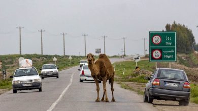 درخواست فنس‌کشی برای حفاظت یوزها را نمی‌پذیریم/ فرهنگسازی برای کنترل تردد شترها