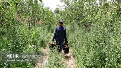 سهم ۶ همتی دولت برای صندوق بیمه محصولات کشاورزی