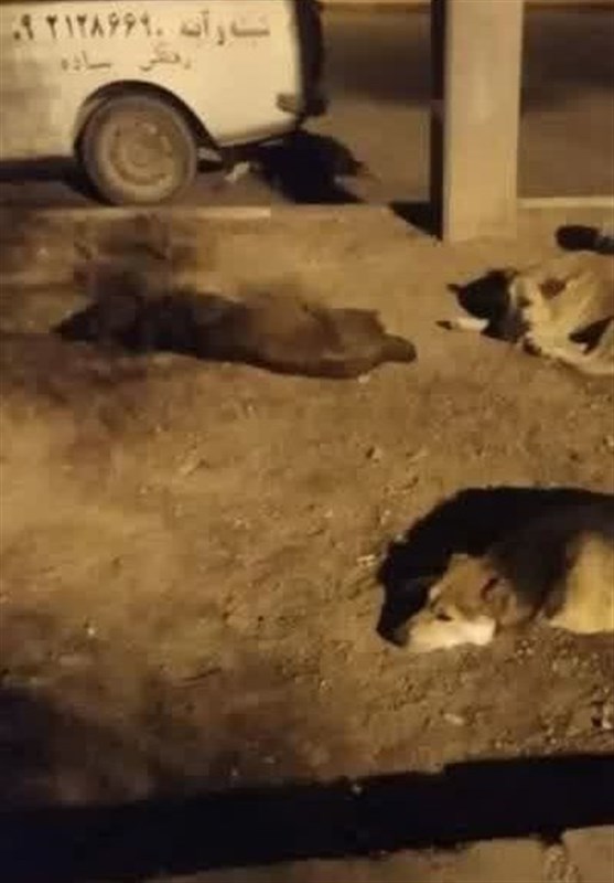 ‌شهردار کهریزک: پیمانکاران شهرداری تهران سگ‌های ولگرد را در آرادکوه رهاسازی می‌کنند + فیلم و تصاویر