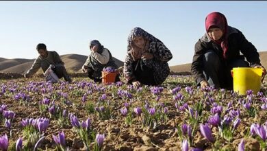 وزارت جهاد کشاورزی مکلف به تدوین برنامه توسعه مشاغل خُرد روستایی شد