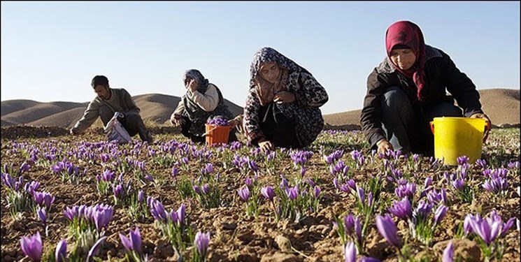 وزارت جهاد کشاورزی مکلف به تدوین برنامه توسعه مشاغل خُرد روستایی شد