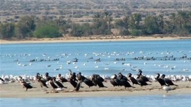 کنگره شهدا و ایثارگران محیط زیست کشور در اهواز برگزار می‌شود