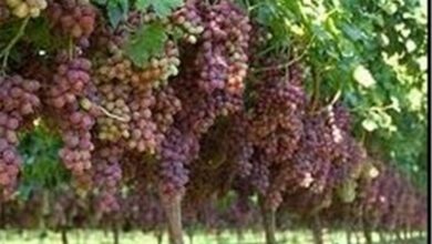 ۴هزار هکتار از باغات استان قزوین شناسنامه‌دار شد