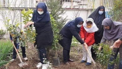 آغاز طرح کاشت نهال در مازندران