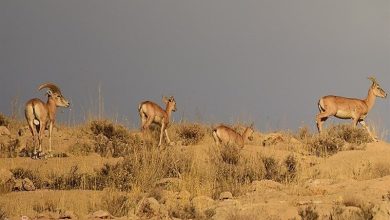 افزایش جمعیت حیات‌وحش لرستان ‌طبق سرشماری اخیر