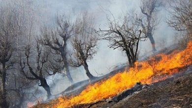 امسال ۲۵۰ هکتار جنگل و علفزار گچساران دچار آتش‌سوزی شد