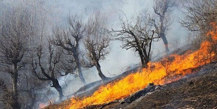 امسال ۲۵۰ هکتار جنگل و علفزار گچساران دچار آتش‌سوزی شد