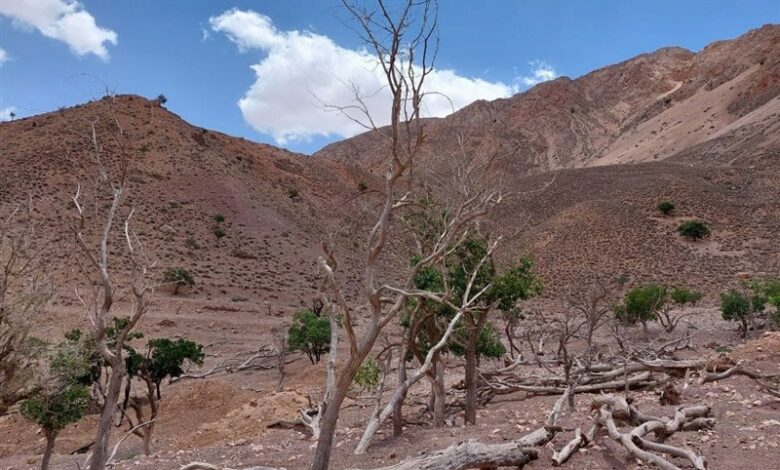 بارسلونای اسپانیا از کم آبی شدید رنج می‌برد