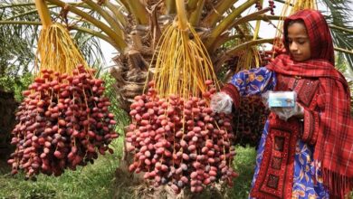 برداشت ۲۵۰ هزار تن خرما در سیستان و بلوچستان