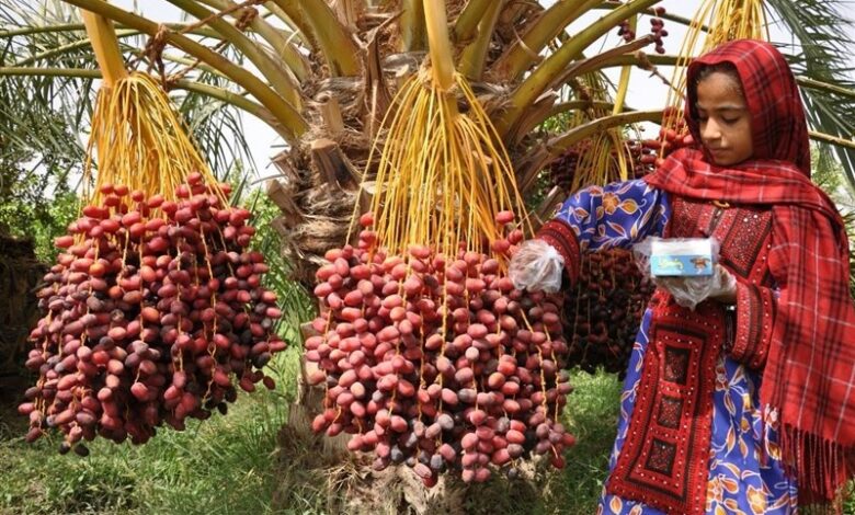 برداشت ۲۵۰ هزار تن خرما در سیستان و بلوچستان