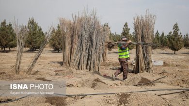 به دنبال ثبت رکورد کاشت درخت در گینس هستیم/برخورد با زمین خواران دانه درشت