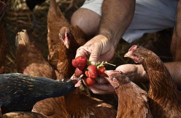 تخصیص ۲هزار میلیارد ریال برای مقابله با شیوع بیماری‌ پرندگان