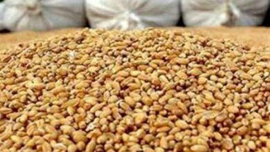 ثبت سفارش سیستمی نهاده دامی و روغن آغاز شد