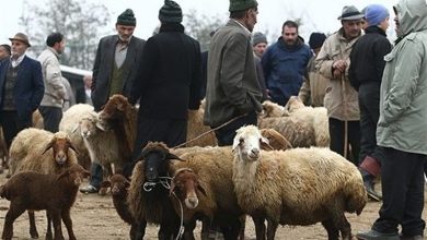 خروج دام زنده از استان کردستان ممنوع شد