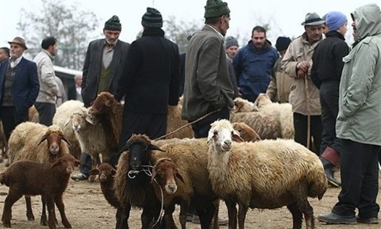 خروج دام زنده از استان کردستان ممنوع شد