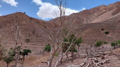 خشکسالی تمام دشت کاشان را در بر گرفت