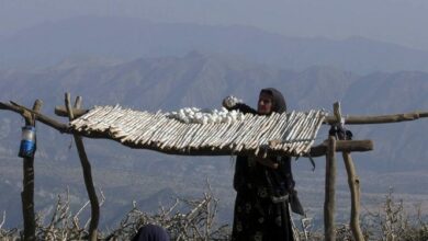 «دختر کوه نور» در میان 20 اثر منتخب «سینما حقیقت» جای گرفت