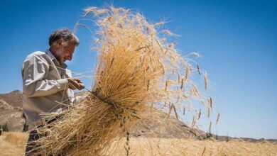 رئیس کمیسیون کشاورزی مجلس: بدنبال رفع دغدغه گندمکاران برای مطالبات‌شان هستیم