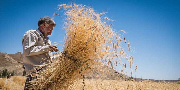 رئیس کمیسیون کشاورزی مجلس: بدنبال رفع دغدغه گندمکاران برای مطالبات‌شان هستیم