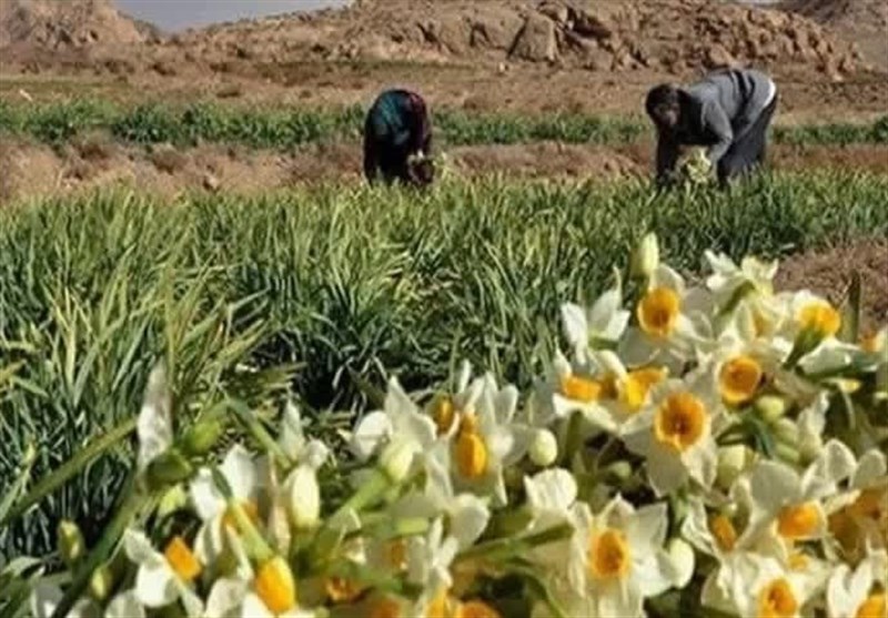 رقص نرگس‌های کویر در زمستان/ کم‌آبی بیخ گلوی نرگس طناز را می‌فشارد + تصویر‌