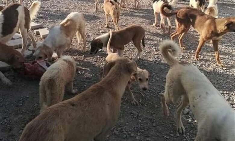 سکوت مسئولان کرج درباره تصاویر عجیب گله سگ‌های ولگرد+فیلم