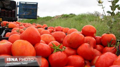 عوارض صادراتی گوجه‌فرنگی زراعی ۵۵ درصد شد