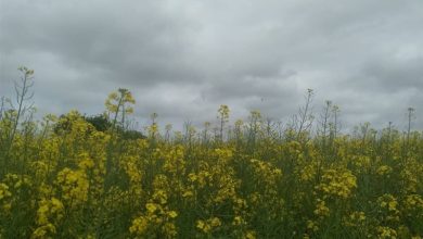 مزارع خرمشهر زیر کشت کلزا رفت