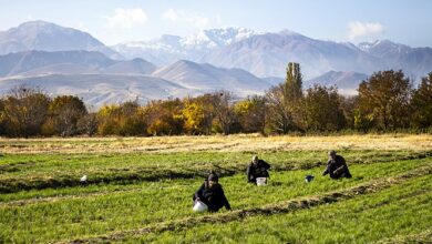 مزرعه الگو در نقاط بحرانی لرستان ایجاد می‌شود