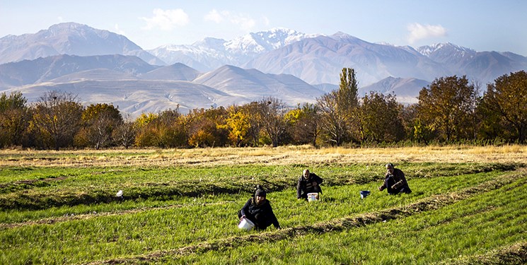 مزرعه الگو در نقاط بحرانی لرستان ایجاد می‌شود