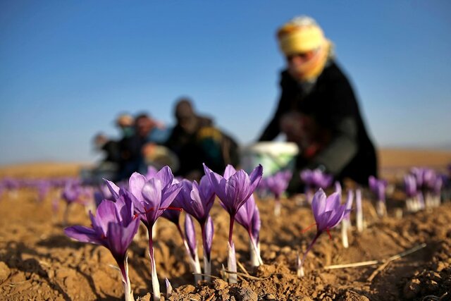 کمبود زعفران ایرانی و تاثیر آن در غذاهای جهانی