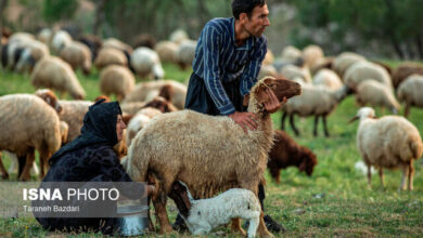 آغاز تولید قراردادی گوشت دام عشایر/ سهم عشایر در تولید گوشت بیشتر می‌شود