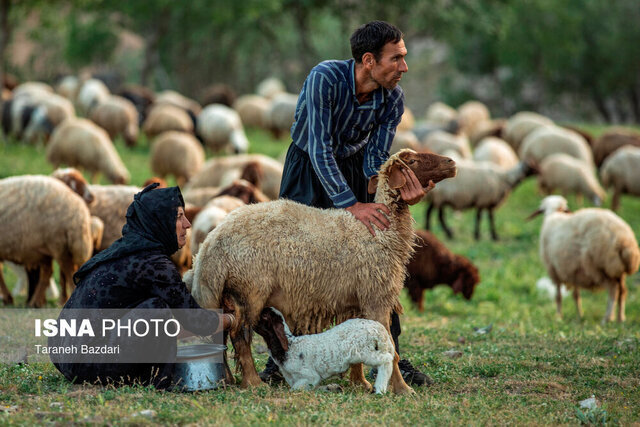 آغاز تولید قراردادی گوشت دام عشایر/ سهم عشایر در تولید گوشت بیشتر می‌شود