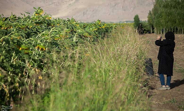 احداث 18 کیلومتر جاده دسترسی بین مزارع کشاورزی در سیستان و بلوچستان