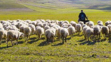 افزایش ۱۰ درصدی تولید دام برای جبران کمبود گوشت قرمز