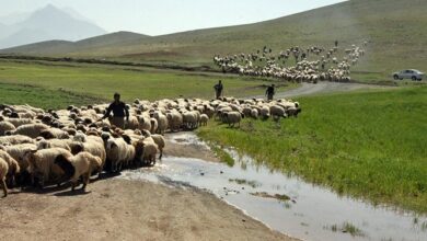 «ایل زوله»؛ حکایتی از عشایر سرگردان بین مبدا و مقصد