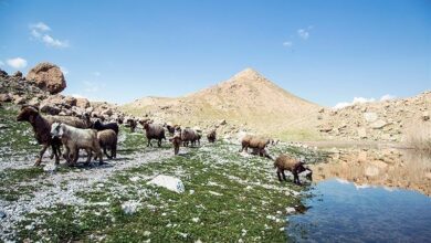 خشکسالی شدید دی‌ ۱۴۰۲ به روایت آمار+جدول