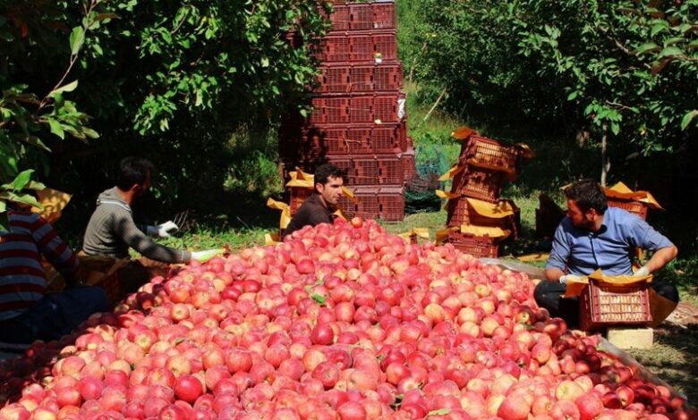 رتبه های زیر ۲۰ ایران در تولید ۳۳ محصول/ فائو: ایران در تولید ۷ محصول جزو ۵ کشور نخست جهان است