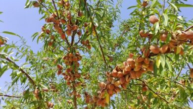 رشد ۲۸۴ درصدی صادرات بادام چهارمحال و بختیاری