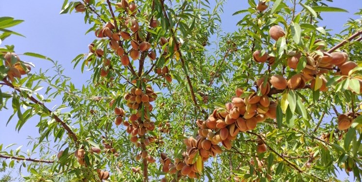 رشد ۲۸۴ درصدی صادرات بادام چهارمحال و بختیاری