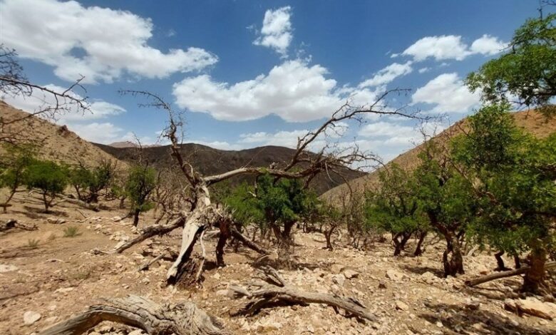 شمال تا جنوب ایران درگیر پیامدهای تغییر اقلیم است