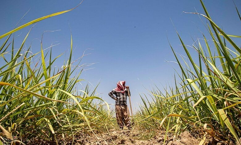 مبارزه با علف‌های هرز 140 هکتار از مزارع گندم و جو شهرستان زاهدان